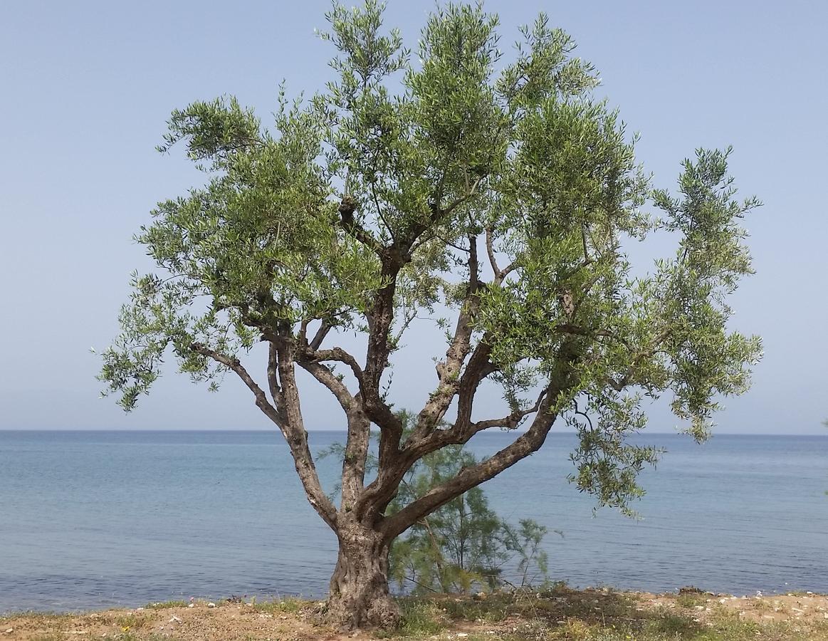 Meli Seaside Villas Храни Екстериор снимка